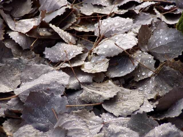 019-Plač lístia.jpg