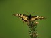 026-Vidlochvost feniklový(Papilio machaon).jpg