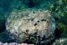 003-Morský ježovia.jpg